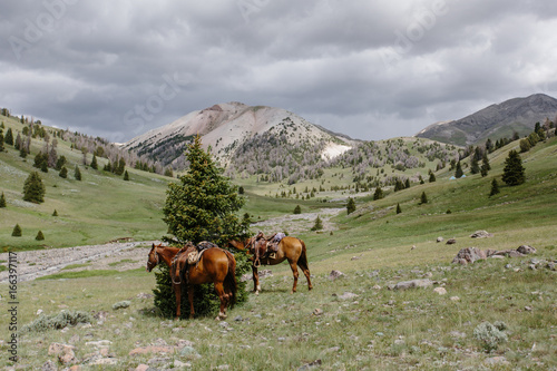 Horses tied to tree in Rocky Mountains photo