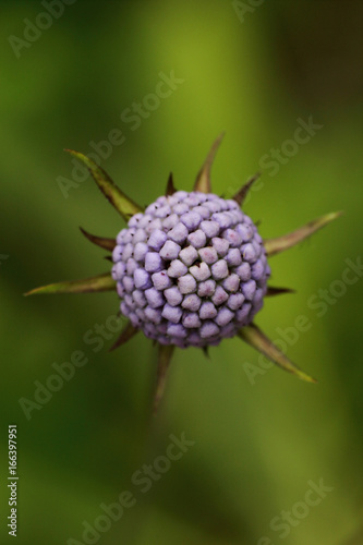 Macro of a starry jasione bud photo