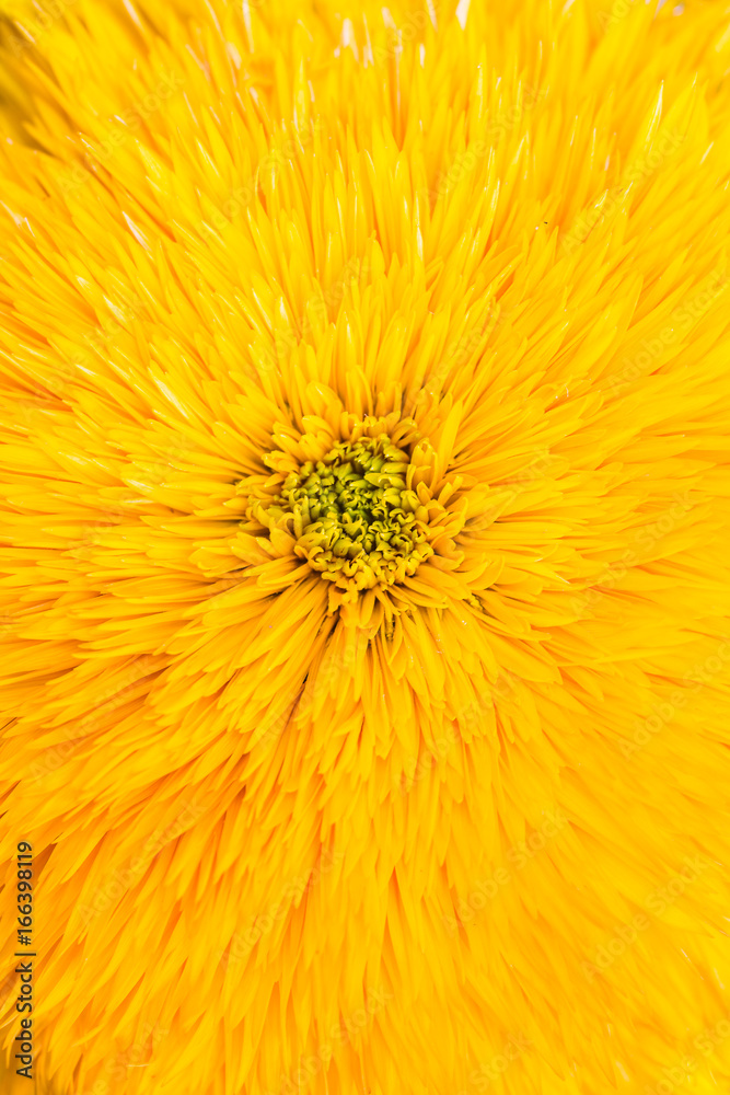 Close up of sunflower Close up of sunflower