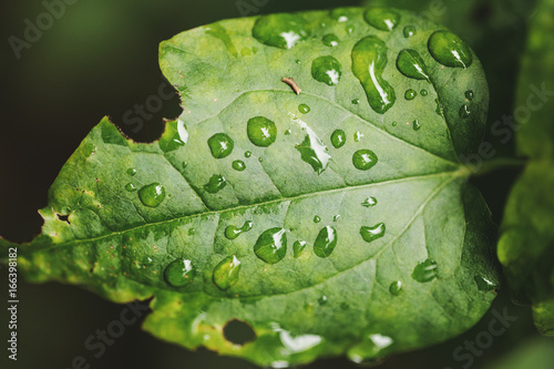 Close up of green leaf with raindrops on it