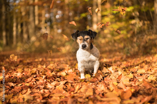 Fototapeta Naklejka Na Ścianę i Meble -  Funny dog sitting in autumn leaves - jack russell terrier 7 years old