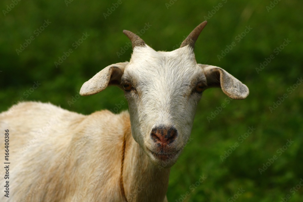 Goat eating grass in a field Goat eating grass in a field