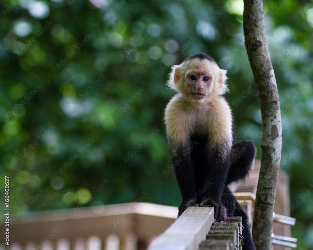 white-headed capuchin - Cebus capucinus white-headed capuchin - Cebus capucinus