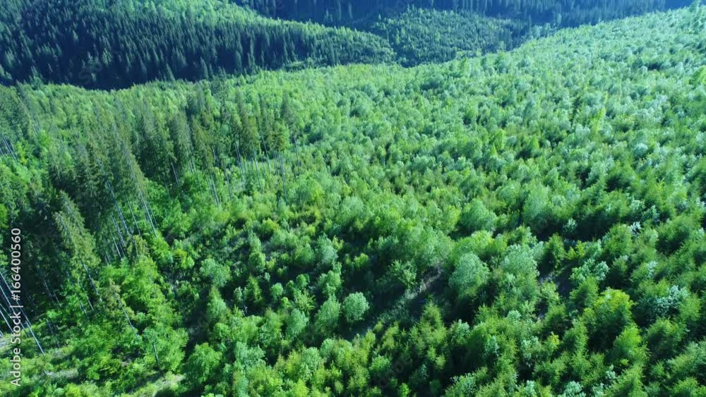 Aerial shot of green forest Aerial shot of green forest