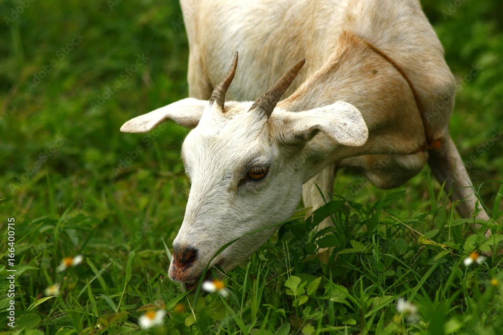 Goat eating grass in a field Goat eating grass in a field