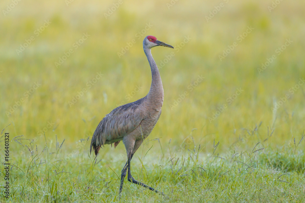Sandhill crane walks in grass.
