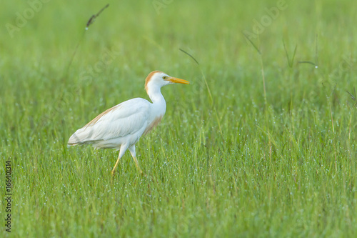 Cattle egret in field.
