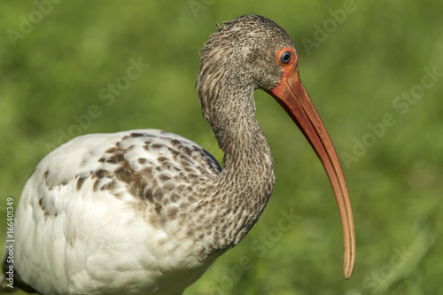 Closeup of young ibis.
