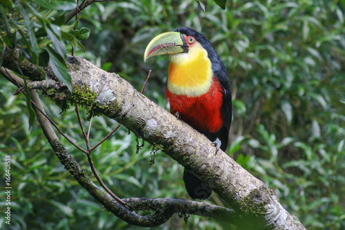 Red-breasted Toucan