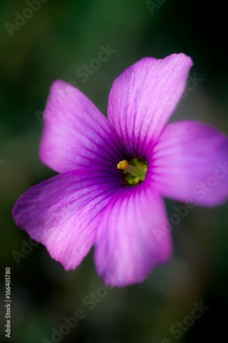 Wood Sorrel