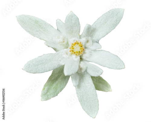 Edelweiss 14
