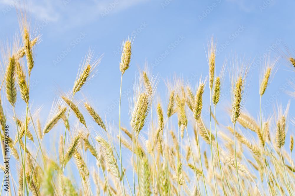 The rye crop on the field on the background of blue sky The rye crop on the field on the background of blue sky