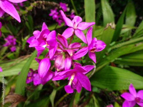 ant crawling on a purple flower