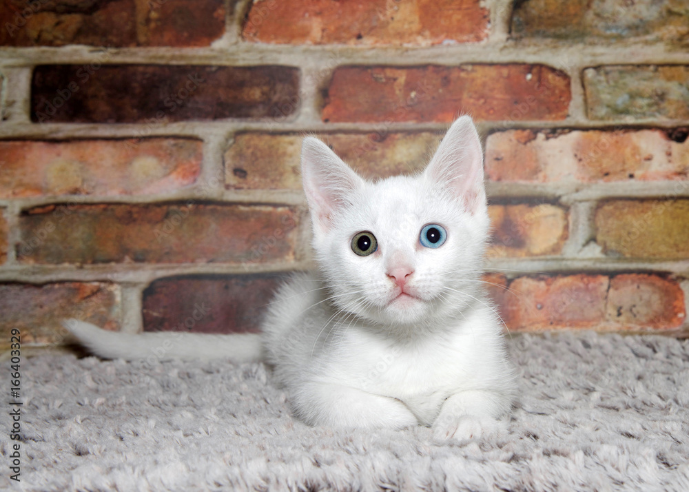 Fluffy White Kitten With Hererchromia One Green Eye And One Blue Laying On A Soft Grey Blanket In Front Of A Brick Wall Looking Directly At Viewer Copy Space Stock Photo Fluffy White Kitten With Hererchromia One Green Eye And One Blue Laying On A Soft Grey Blanket In Front Of A Brick Wall Looking Directly At Viewer Copy Space Stock Photo