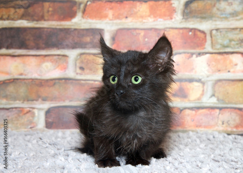One small scruffy black kitten with bright green eyes laying on a grey blanket looking to viewers left. Brick wall background.