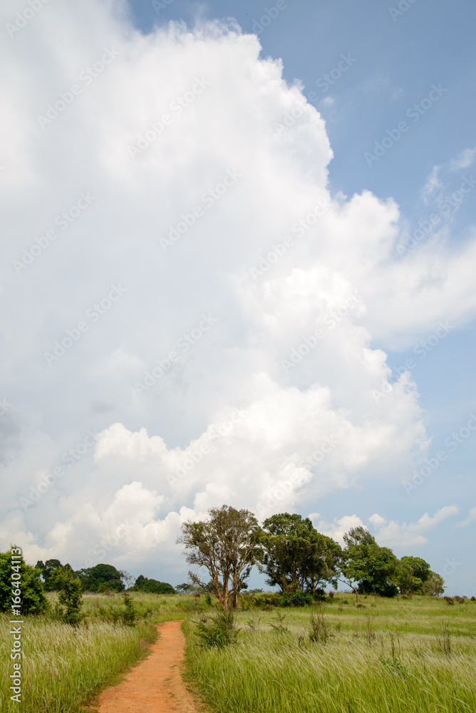 Breathtaking view of a dirt road in the middle of a grassy field, with large cumulus clouds in the sky. Vertical orientation. Khao Yai, Nakhon Nayok, Thailand. Travel and nature concept.