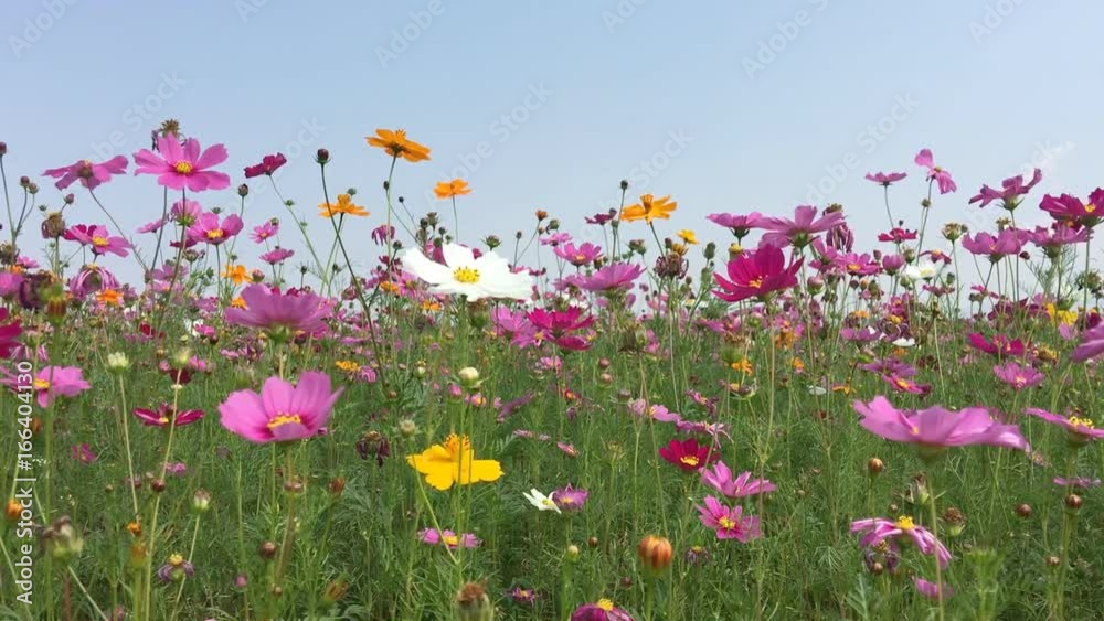 Cosmos flower field landscape color pink, yellow and white. Cosmos flower field landscape color pink, yellow and white.