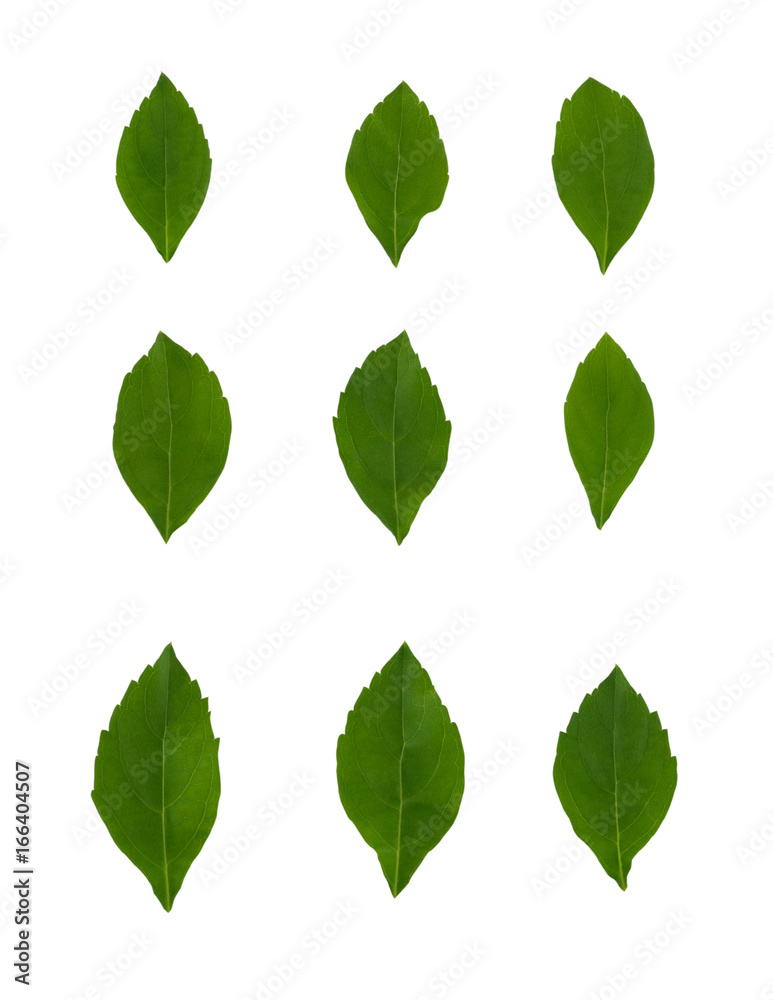 Naklejka premium Set of green leaves isolated on white background