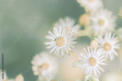 Meadow flowers, beautiful fresh morning in soft warm light. Vintage autumn natural background.