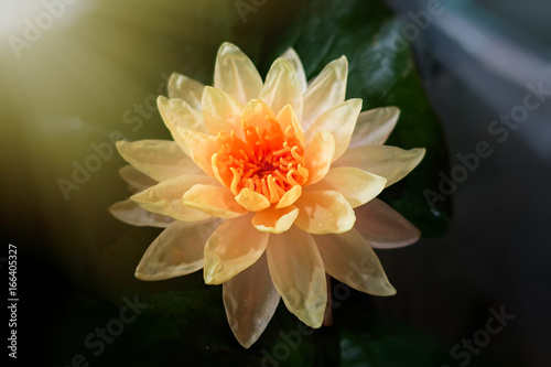 Beautiful lotus flower is the symbol of the Buddha  Thailand.