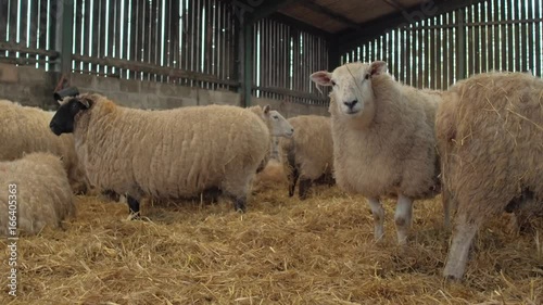 heavily pregnant ewe sheep rest in a barn