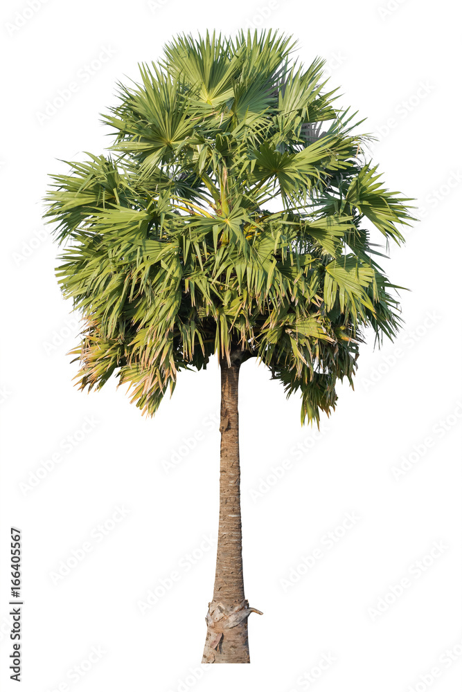Tree sugar palm isolated on white background Tree sugar palm isolated on white background