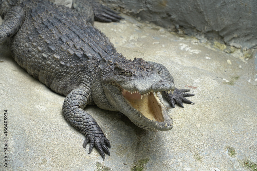 Image of a Crocodile opened mouth and closed eye Resting In A Crocodiles Farm Image of a Crocodile opened mouth and closed eye Resting In A Crocodiles Farm