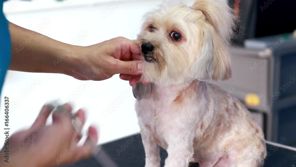 Dog Grooming. Master shear white terrier dog. Dog Grooming. Master shear white terrier dog.