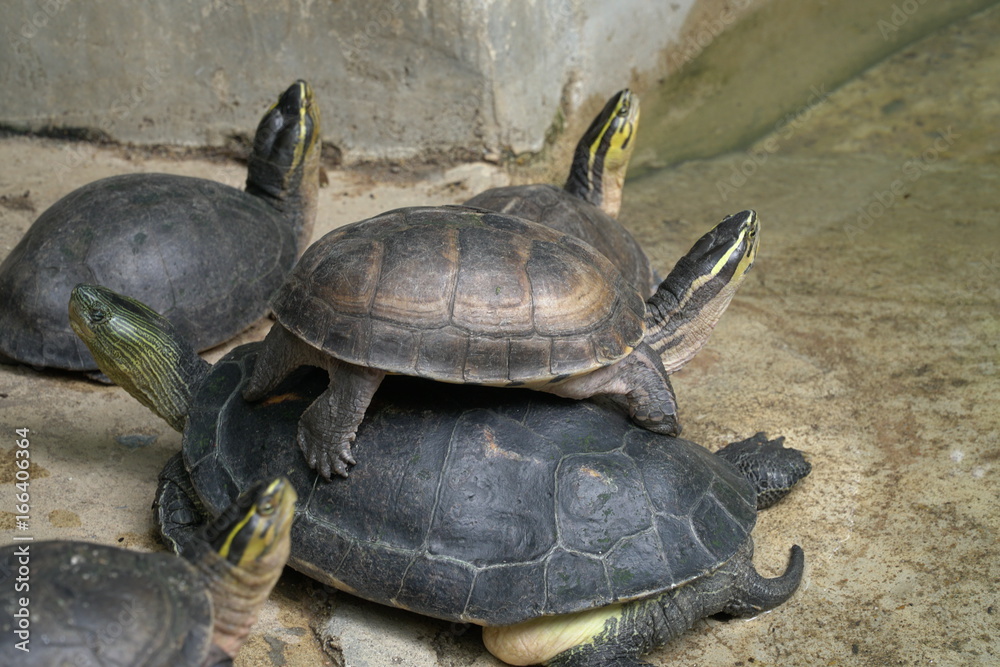 Closeup image of group small turtles stacked on top look at the sky Closeup image of group small turtles stacked on top look at the sky
