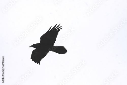 Crow Flight Dream