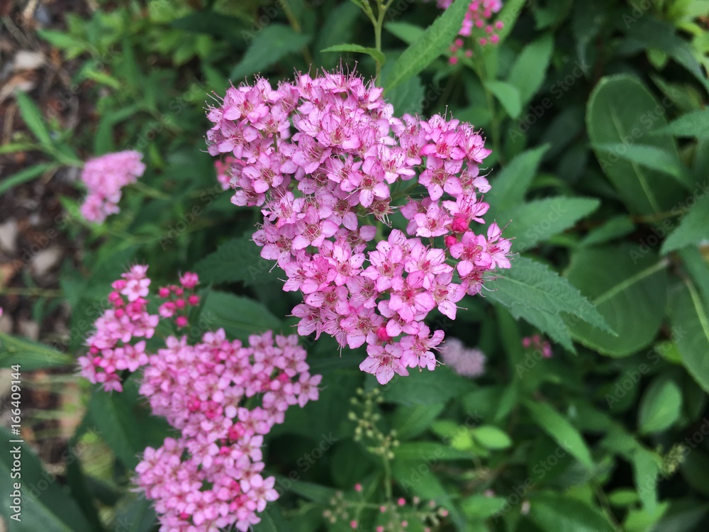 ピンクの小花