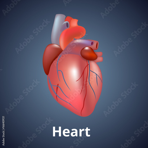 Realistic human heart isolated on dark gray background.