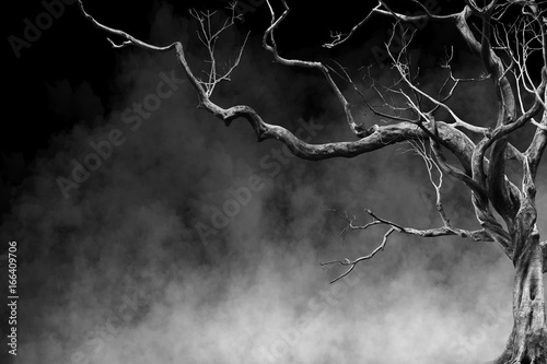 Old Big Giant Tree alone on fog and smoke background, Black and White Color