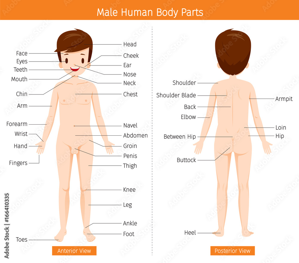 Vecteur Stock Male Human Anatomy, External Organs Body, Physiology,  Structure, Medical Profession, Morphology, Healthy | Adobe Stock