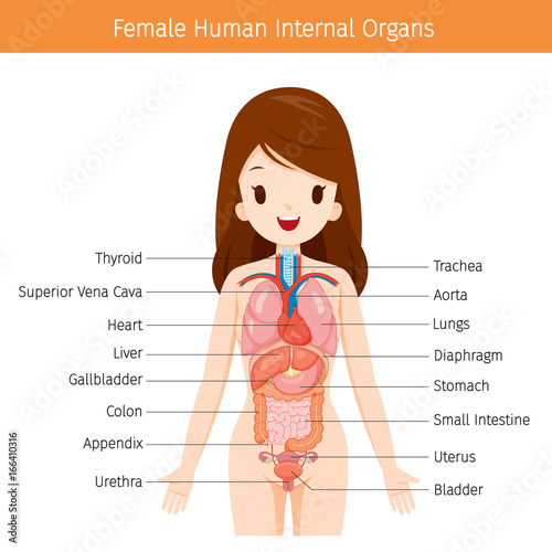 Female Human Anatomy, Internal Organs Diagram, Physiology, Structure, Medical Profession, Morphology, Healthy