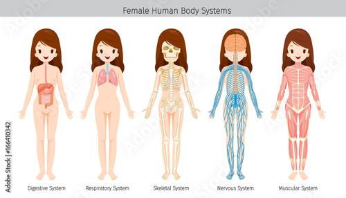 Female Human Anatomy, Body Systems, Physiology, Structure, Medical Profession, Morphology, Healthy