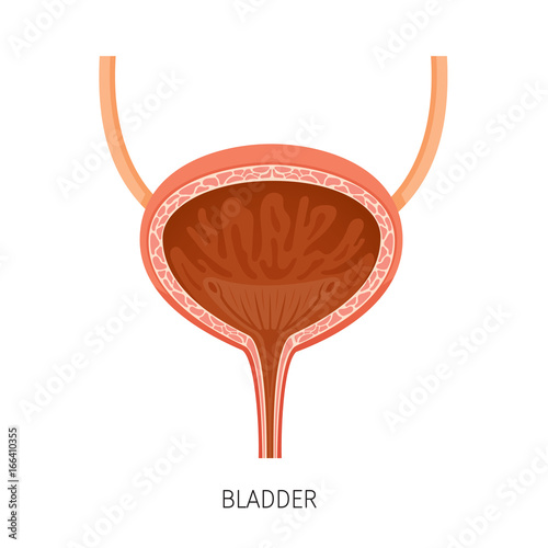 Cross Section Of Bladder, Human Internal Organ Diagram, Physiology, Structure, Medical Profession, Morphology, Healthy photo