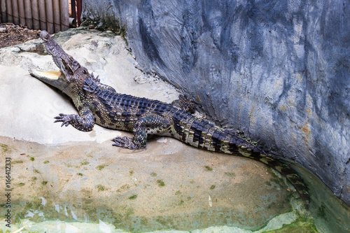 Crocodile Farm : 動物・クロコダイル・ワニ