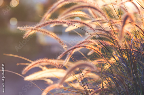 Grass flower at sunset  soft focus