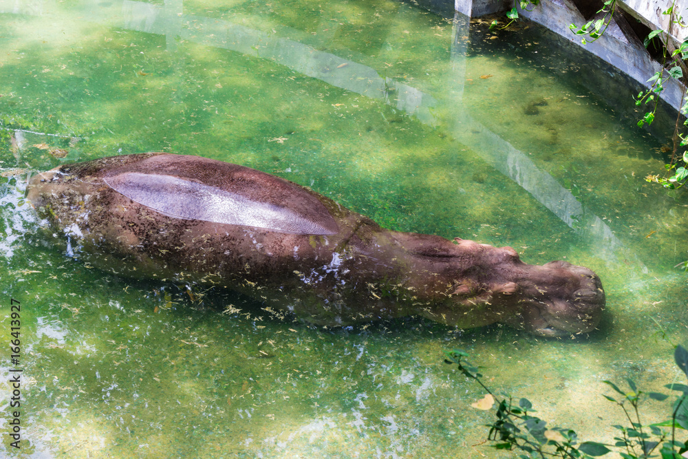 Fototapeta premium Hippopotamus : カバ・かば・ヒポ