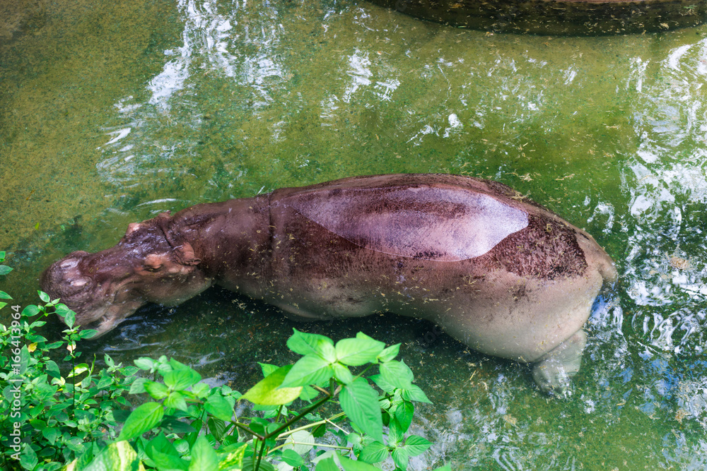 Fototapeta premium Hippopotamus : カバ・かば・ヒポ