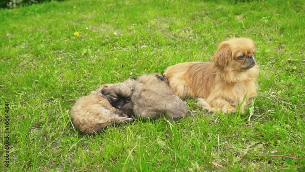 Pekingese puppies are sleeping together Pekingese puppies are sleeping together