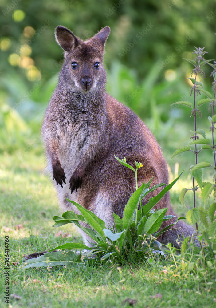 Fototapeta premium Portrait of kangaroo in national park.