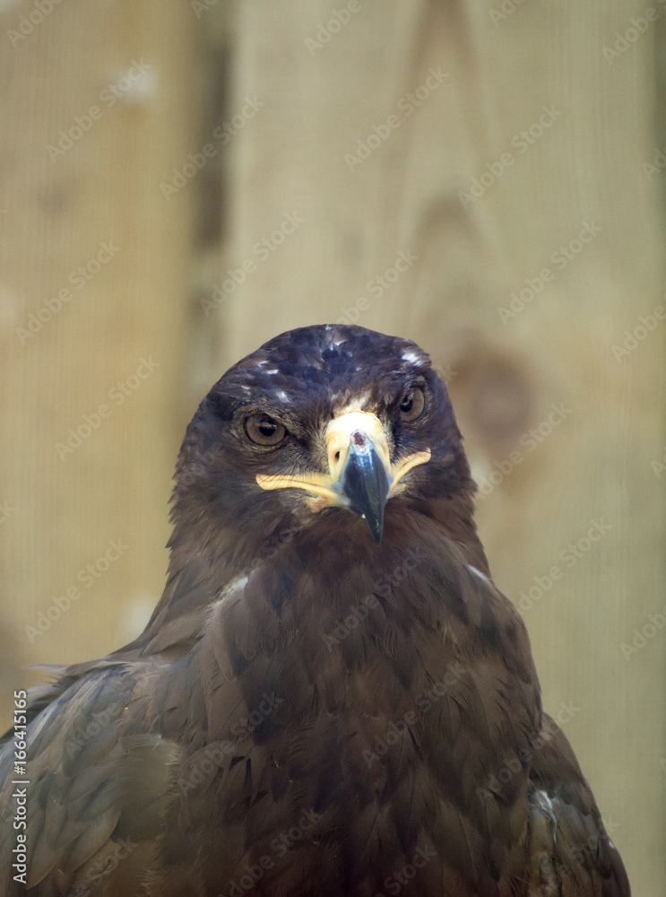Fototapeta premium Portrait view of steppe eagle.