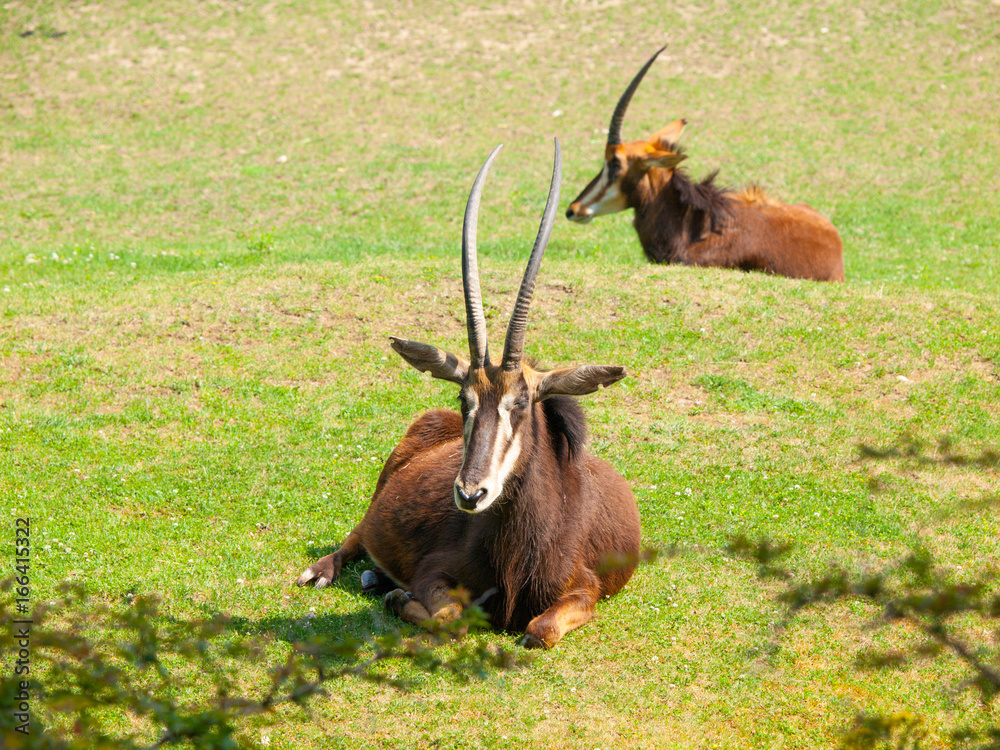 Obraz premium Female Sable antelope, Hippotragus niger, lying down in savanna, Kenya, Africa