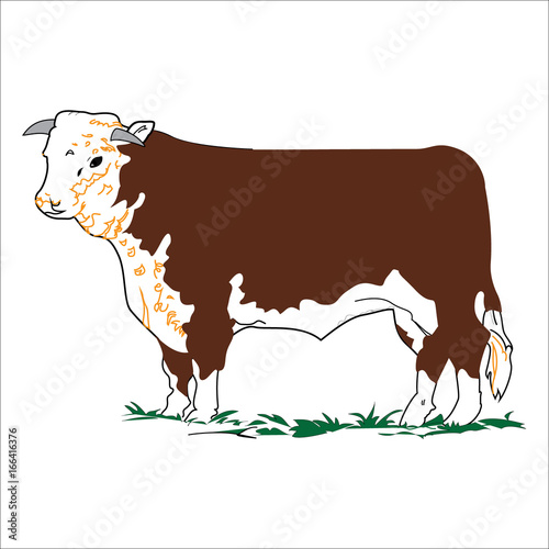 Vector Colour Hereford Bull