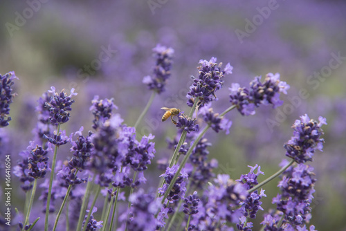 beautiful bee and violet lavender flower field in garden.