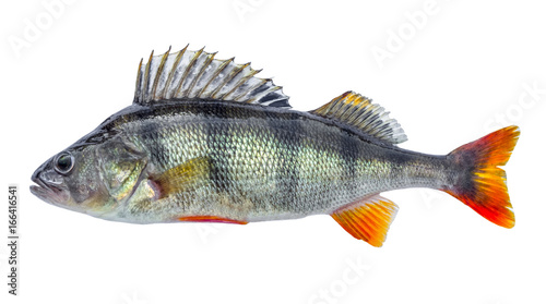 Fish perch with scales, fresh raw isolated