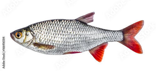 Fish river roach isolated on white background (Scardinius erythrophthalmus)
