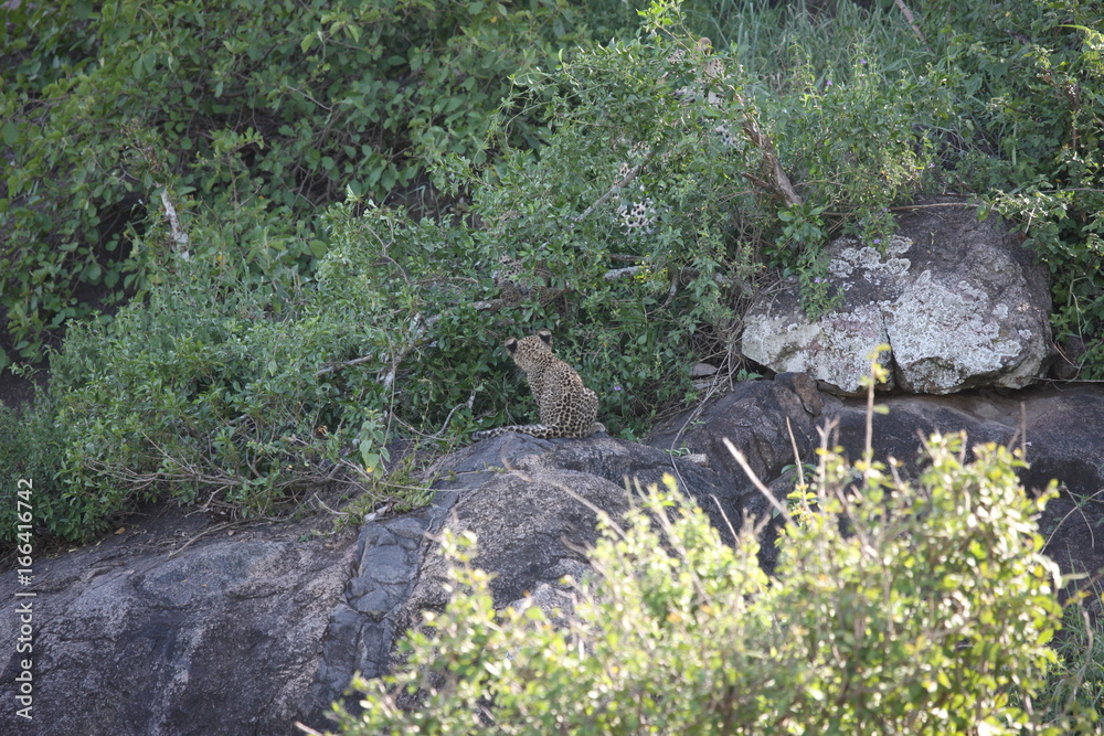 Obraz premium Leopard Kenya Africa savannah wild animal cat mammal